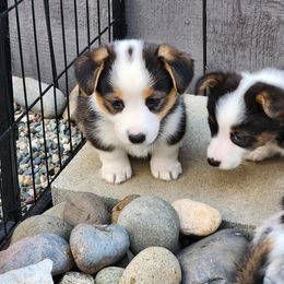 American Corgi Puppies from Wigglebutts American Corgis