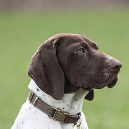 German Shorthaired Pointers from Long Lakes Kennel LLC