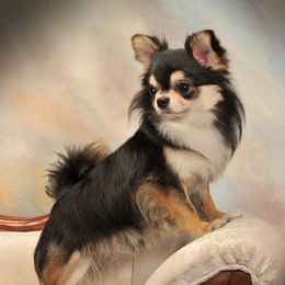 Macho - Chihuahua