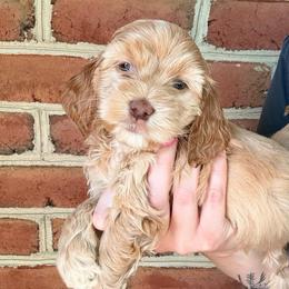 Eleanor (yellow) - Buff female Cockapoo puppy in Denver, Pennsylvania from Greenview Puppies