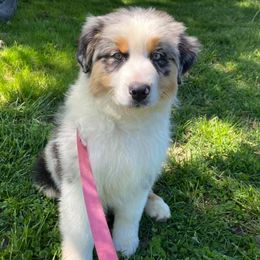 Aussiedoodles and Australian Shepherds from Chandler Mountain Aussies