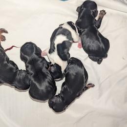 Tri male - Tri-color male Cavalier King Charles Spaniel puppy in Seymour, Missouri from Painted Blessing's AKC Cavaliers LLC