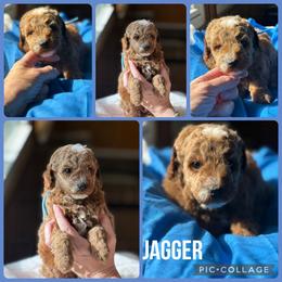 Jagger - Apricot male Poodle puppy in Mount Vernon, Illinois from AMC Poodles