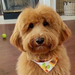 Toffee - Goldendoodle