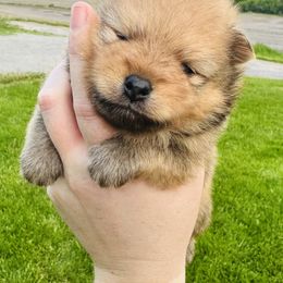 Chubs - Orange sable male Pomeranian puppy in Waterloo, Indiana from Garcias Pomeranian