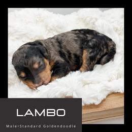 Lambo - Merle male Goldendoodle puppy in Brookville, Pennsylvania from Woodland Mountain Doodles