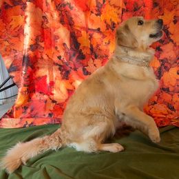 Waffles - Golden Retriever