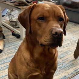 Scout - Labrador Retriever