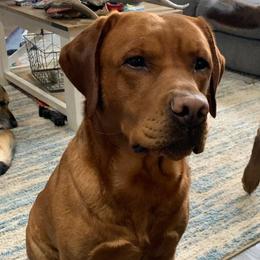 Scout - Labrador Retriever
