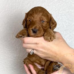 Ricotta - Red  female Goldendoodle puppy in Murrieta, California from Apricot Poodles & Goldendoodles, LLC