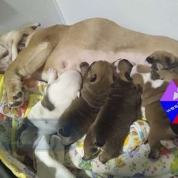 Bulldog Puppies from Westminster CH8