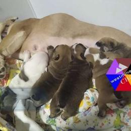 Bulldog Puppies from Westminster CH8