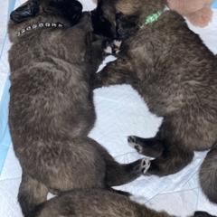 Leonberger Puppies from Inglenook Kennel
