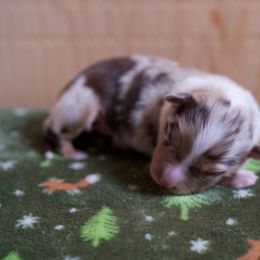 Australian Shepherd Puppies from River Run Australian Shepherds