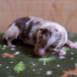 Australian Shepherd Puppies from River Run Australian Shepherds