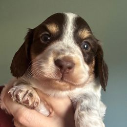 Choc pie - Piebald male Dachshund puppy in Clever, Missouri from Autumn Breeze Dachshunds