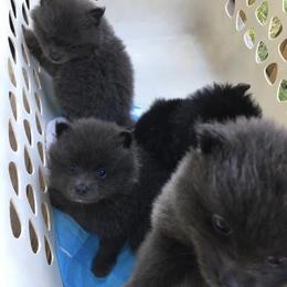 Pomeranian Puppies from Precious Puff Poms