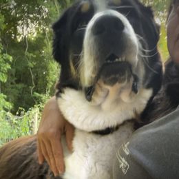 Baguette (Charcuterie Litter) - Black Central Asian Shepherd Dog puppy in Marshville, North Carolina from 704 Central Asian Shepherds