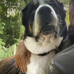 Baguette (Charcuterie Litter) - Black Central Asian Shepherd Dog puppy in Marshville, North Carolina from 704 Central Asian Shepherds