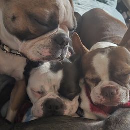 Boston Terrier Puppies from Christy's Boston Butts