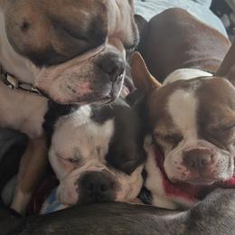 Boston Terrier Puppies from Christy's Boston Butts