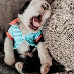 Sheepadoodle Puppies from DOODCompany