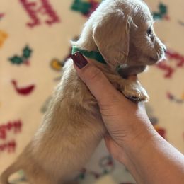 Dachshund Puppies from Winnie’s Doxies