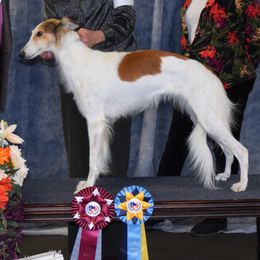 Silken Windhounds from Clayborn Silken Windhounds