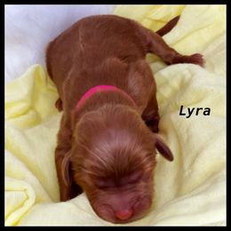 Girl 2 - Cavapoo puppy in Spokane, Washington from Treasured Cavaliers of the Pacific Northwest