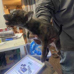 Chihuahua and Poodle Puppies from Garrett’s Chihuahuas and Poodles