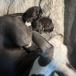 Monarch Maerry - White and black male Italian Greyhound puppy in Waianae, Hawaii from Makanalani Yorkies and Iggys