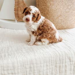 Aura - Parti female Poodle puppy in Queen Creek, Arizona from Reverie Poodles
