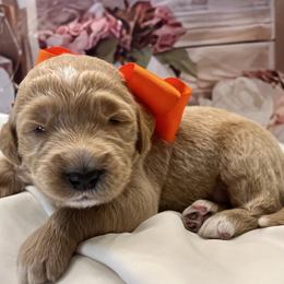 Coreopsis - Cream male Goldendoodle puppy in The Woodlands, Texas from Gracie's Goldendoodles and Bernedoodles