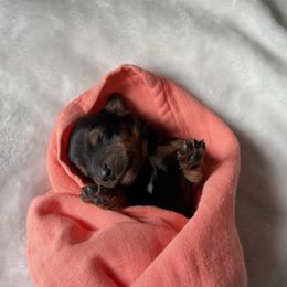 Dachshund Puppies from Golden Creek Farm