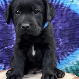 Labrador Retriever Puppies from Trust in the Lord Labradors