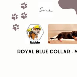 Boy 7 - Bernese Mountain Dog puppy in Earlham, Iowa from Summer's Berners