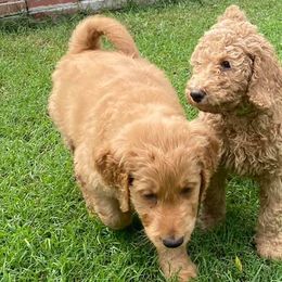 Goldendoodles from Doodle Time