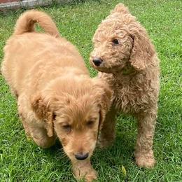 Goldendoodles from Doodle Time