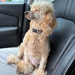 Luna - Poodle
