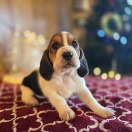 Flower - Brown black and white female Basset Hound puppy in Valley, Washington from Enchanted Valley Paws