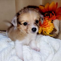 Sable - white and lemon female Companion Cross puppy in Garvin, Oklahoma from Hochatown Awesome Aussies
