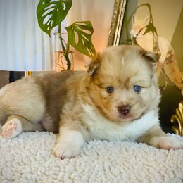 Yeti - Merle male Pomsky puppy in Greenville, South Carolina from Thicketty Mountain Pomskies