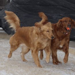 Golden Retriever and Miniature Australian Shepherd All Grown Up from Raised Right Pups