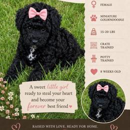 Tati - Phantom female Goldendoodle puppy in Willacoochee, Georgia from Kitandkboodle's Doodles