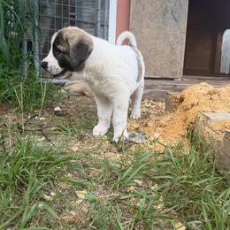 Rip - Biscuit and white male Anatolian Shepherd Dog puppy in Avon Park, Florida from Sandy Pines Homestead