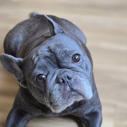 Nala - French Bulldog