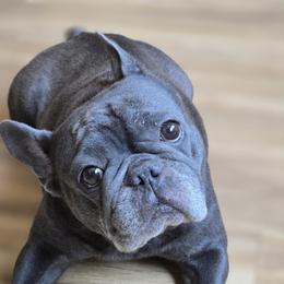 Nala - French Bulldog
