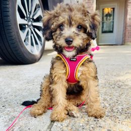 Cleo (Inspired by Cleopatras love for Jewels) Chocolate Phantom - Phantom female Goldendoodle puppy in Forney, Texas from Diamond Doodle Pups and Poodles