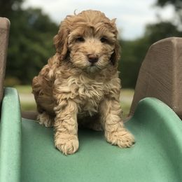 Australian Labradoodle Puppies from Chickadee Labradoodles