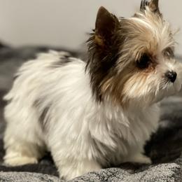 Yorkshire Terriers from WESTWAY Yorkies